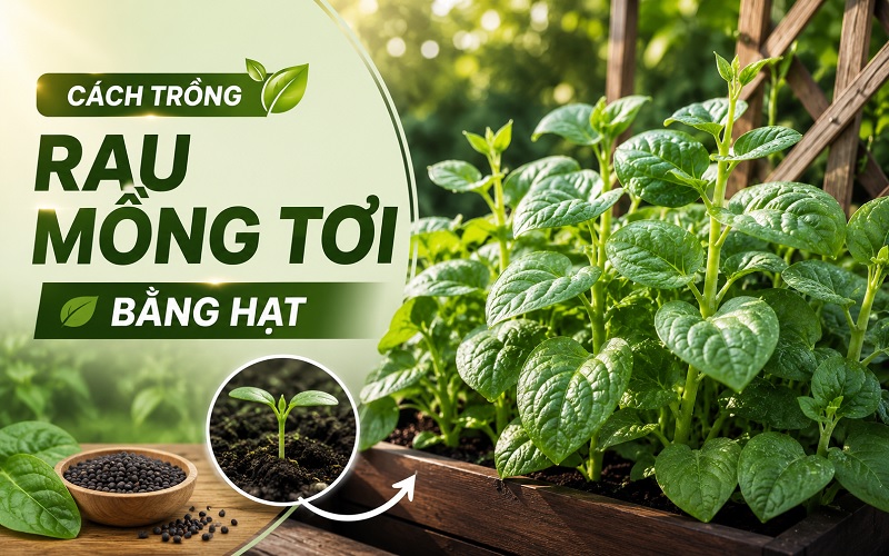 cách trồng rau mồng tơi bằng hạt