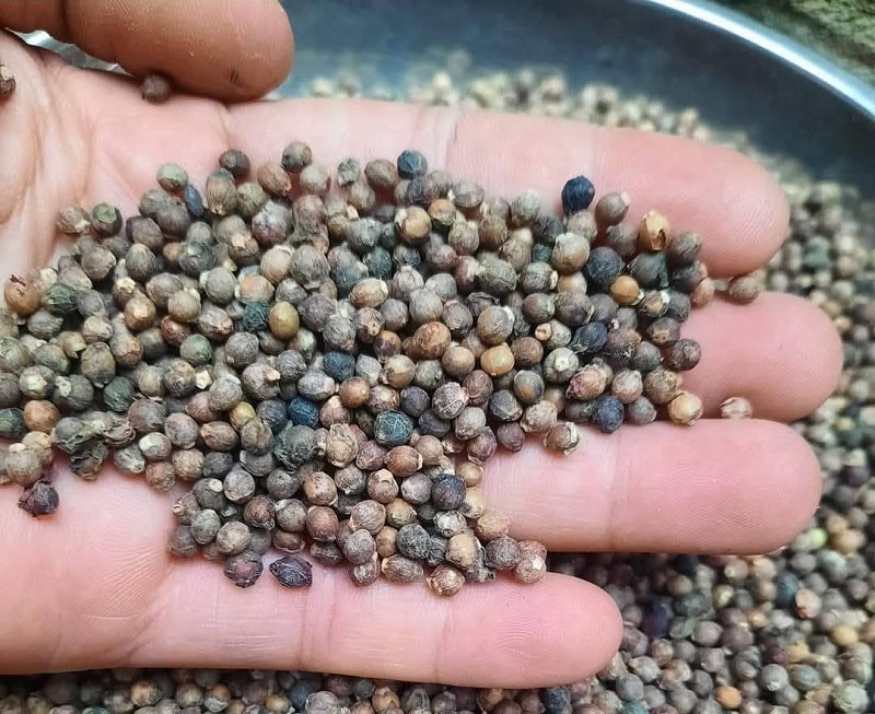 Chọn hạt giống mồng tơi chất lượng