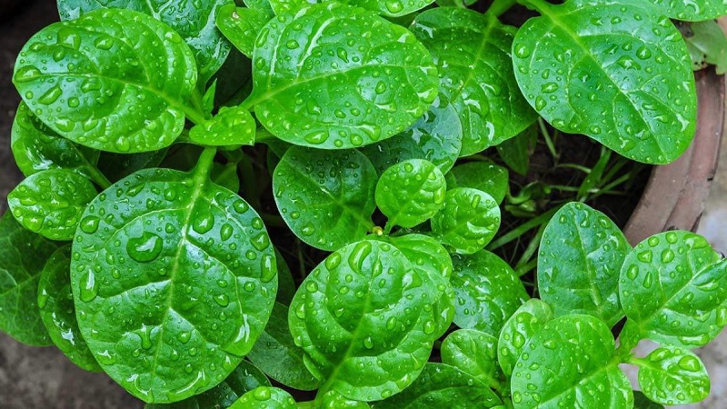 Lợi ích khi tự trồng mồng tơi tại nhà