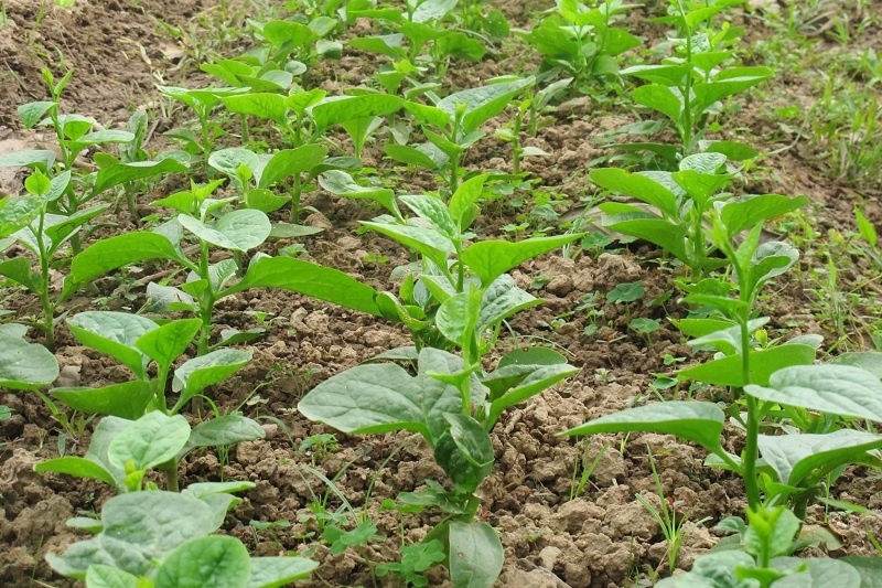 Phòng trừ sâu bệnh cho cây mồng tơi