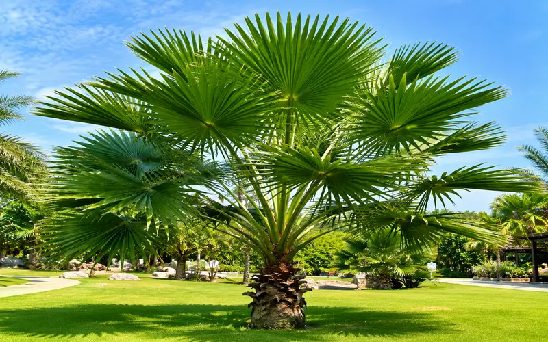 cay-co-la-xe